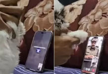 рдкреБрд▓рд┐рд╕ рдСрдлрд┐рд╕рд░ рдмрди рд╕реНрдХреИрдорд░ рдиреЗ рдХрд┐рдпрд╛ рдХреЙрд▓, рд╕рд╛рдордиреЗ рд╡рд╛рд▓реЗ рдиреЗ рдХрд┐рдпрд╛ рдХреБрдЫ рдРрд╕рд╛, Video рдХреЙрд▓ рдХрд╛рдЯрдХрд░ рднрд╛рдЧрд╛ рдЬрд╛рд▓рд╕рд╛рдЬ