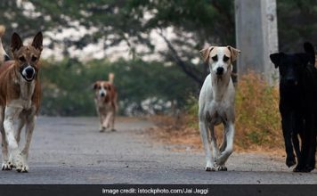 चीखती रही मासूम, कुत्तों ने नोच-नोचकर मार डाला, यूपी से सामने आई खौफनाक घटना