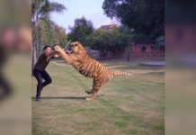 खूंखार टाइगर को डंडा दिखाने की गलती कर बैठा शख्स, अगले ही पल जो हुआ उसे देख कांप उठेगा कलेजा