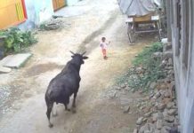 सांड ने पहले बच्चे को कुचला और फिर उसके ऊपर बैठ गया, दिल दहला देने वाला Video Viral