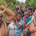 किसी के सिर पर तो किसी के गले में… बिहार का ऐसा जिला, जहां नागपंचमी पर लगता है सांपों का मेला