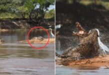 शिकारी खुद यहां शिकार हो गया…नदी किनारे मगरमच्छ पर टूटा जैगुआर का कहर