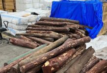 रीयल लाइफ ‘पुष्पा छाप’ तस्करी! पालघर में करीब 4 हजार किलो लाल चंदन जब्त