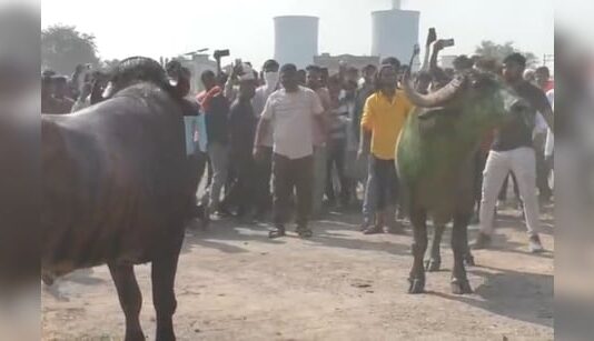 लक्ष्मी पूजा के बाद चंद्रपुर में भैंसों की पारंपरिक कुश्ती, मैदान में भिड़ते हैं सजे-धजे भैंसे
