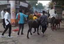 अमरावती: दिवाली के बाद पारंपरिक गाय-भैंस खेल में हंगामा, पुलिस और भीड़ में झड़प