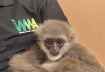 मुंबई एयरपोर्ट पर विदेशी यात्री के बैग से दो सिलवरी गिबन बरामद