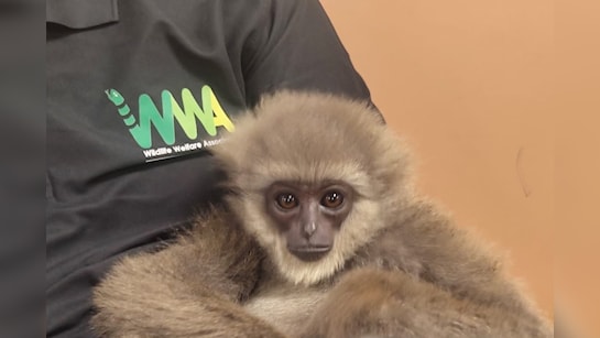 jrce12gg_gibbon_625x300_30_October_25