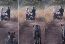 पीछे बाघ और आगे बाइक वाले, जानिए फिर क्या हुआ