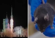 चीन का अंतरिक्ष मिशन…स्पेस पर गया सबसे कम उम्र का यात्री, साथ में  4 चूहे भी, जानिए उनका वहां क्या काम