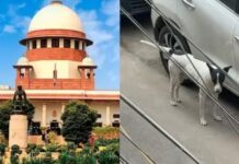 दिल्ली में एक कुत्ते का आतंक: बुजुर्ग महिला ने सुप्रीम कोर्ट में लगाई गुहार, जानें पूरा मामला