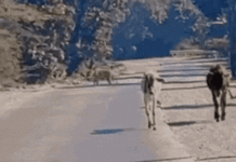 कोटा में NH-52 पर टहलते दिखी कनकटी बाघिन, लोगों में दहशत, वन विभाग में हड़कंप