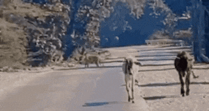 कोटा में NH-52 पर टहलते दिखी कनकटी बाघिन, लोगों में दहशत, वन विभाग में हड़कंप