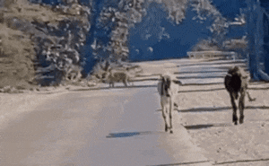 5ffjmba4_tigress_625x300_09_December_25