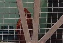 संभल में भारत की नागरिकता मांगने पहुंचे छह बांग्लादेशी, मीडिया के कैमरे देख छिपने लगे