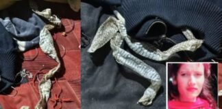 ‘नागिन’ बनकर गायब हुई लड़की के राज से उठा पर्दा, इंस्टाग्राम वीडियो से सामने आ गई पूरी सच्चाई